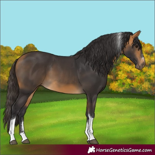 Horse Color:Buckskin Tobiano 