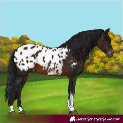 Horse Color:Gray Brown Tobiano Blanket 