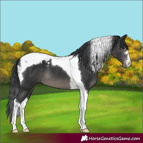 Horse Color:Black Tobiano Snowcap 