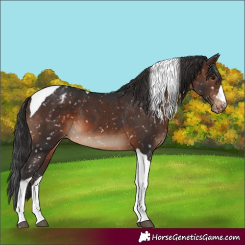 Horse Color:Brown Tobiano Snowflake Varnish