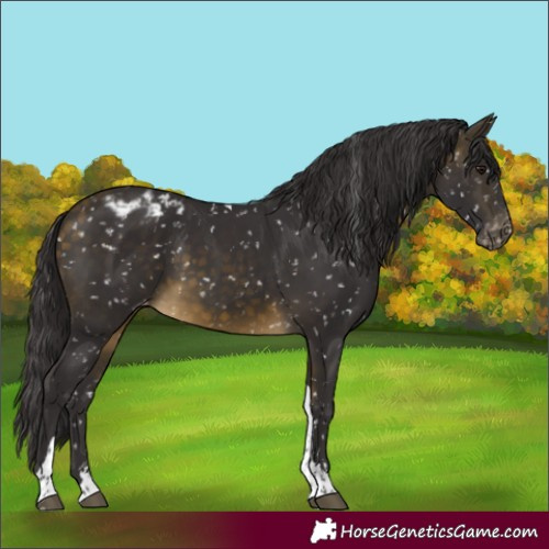 Horse Color:Buckskin Tobiano Appaloosa