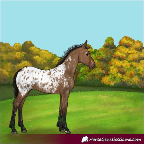 Horse Color:Gray Bay Dun Near Leopard 