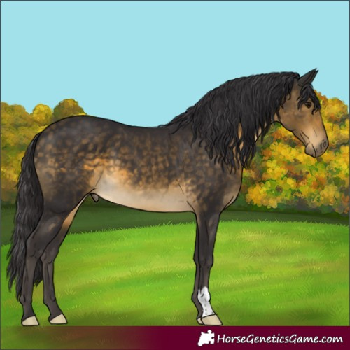 Horse Color:Buckskin