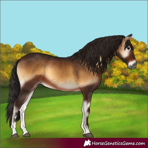 Horse Color:Gray Bay Onyx 