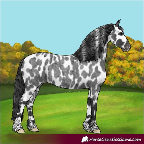 Horse Color:Blue Roan Skewed Appaloosa