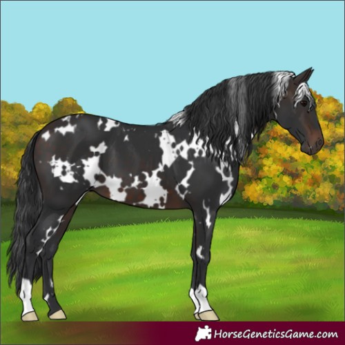 Horse Color:White Spotted Brown 