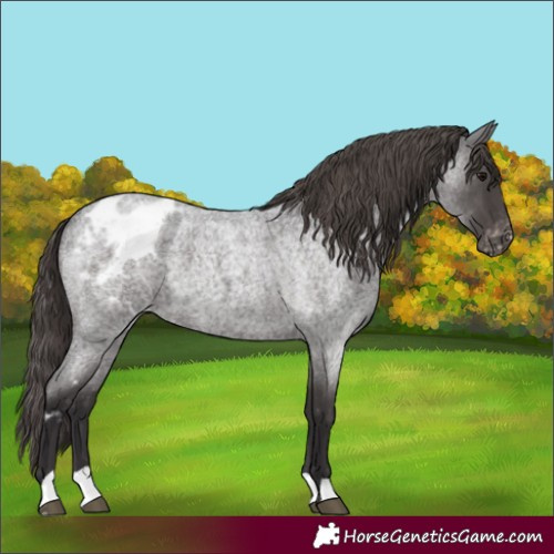 Horse Color:Smoky Blue Roan Skewed Appaloosa