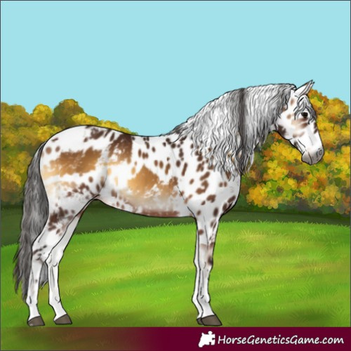 Horse Color:Gray Bay Onyx Tobiano Skewed Appaloosa 