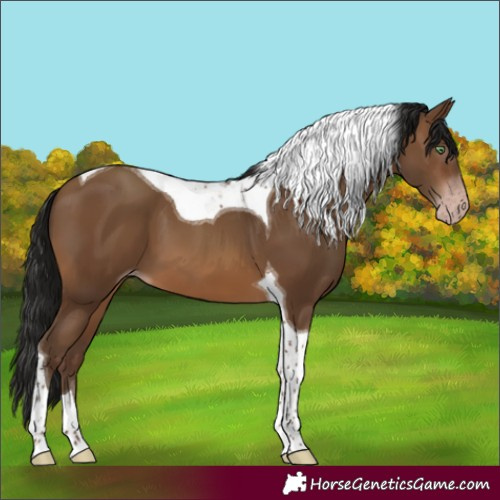Horse Color:Gray Amber Champagne Tobiano