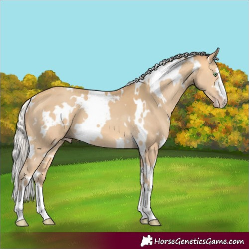 Horse Color:White Spotted Silver Amber Cream Champagne