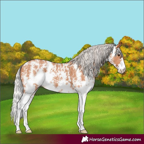 Horse Color:Silver Bay Sabino 