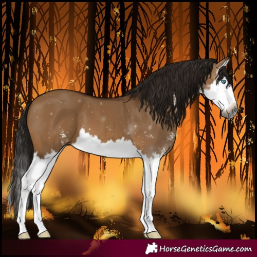 Horse Color:Gray Bay Dun Sabino Splash