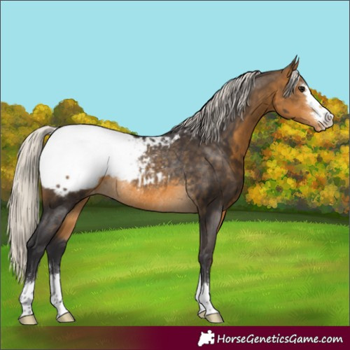 Horse Color:Silver Buckskin Appaloosa Rabicano 