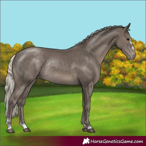 Horse Color:Silver Smoky Black Appaloosa Rabicano 