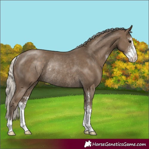 Horse Color:Silver Smoky Black Sabino Rabicano 