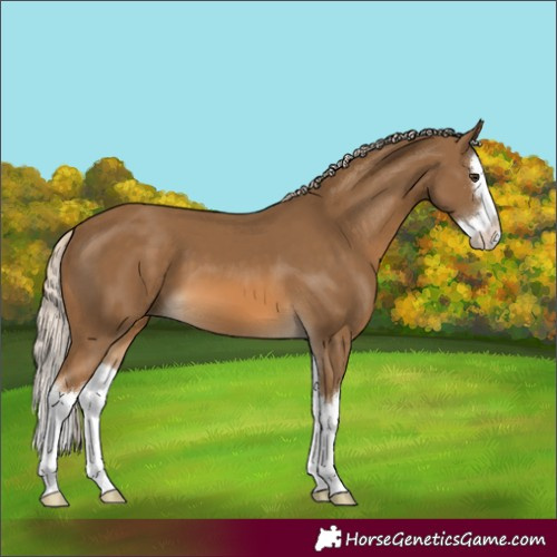 Horse Color:Chocolate Palomino Splash 