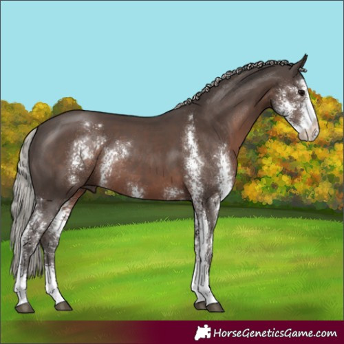 Horse Color:Silver Black Sabino Rabicano 
