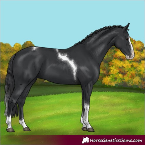Horse Color:Black Splash Tobiano 