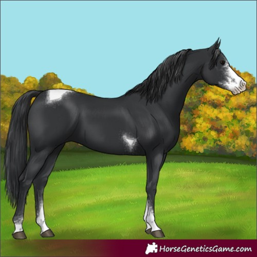 Horse Color:Black Sabino Tobiano 
