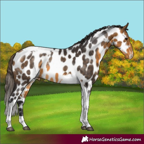 Horse Color:Buckskin Tobiano Near Leopard