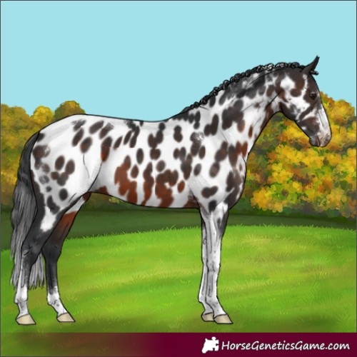 Horse Color:Brown Tobiano Appaloosa