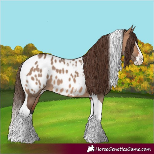 Horse Color:Bay Dun Splash Tobiano Appaloosa Rabicano 