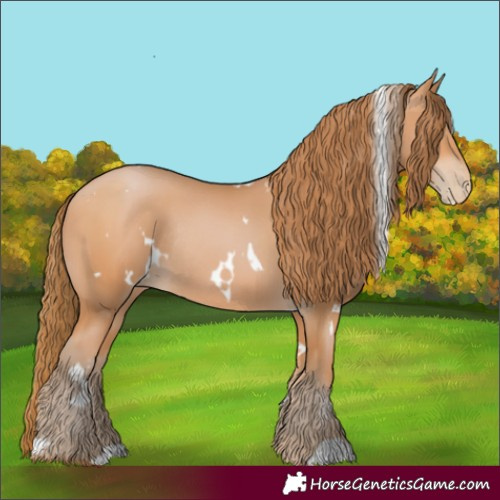 Horse Color:White Spotted Bay Pearl Rabicano 