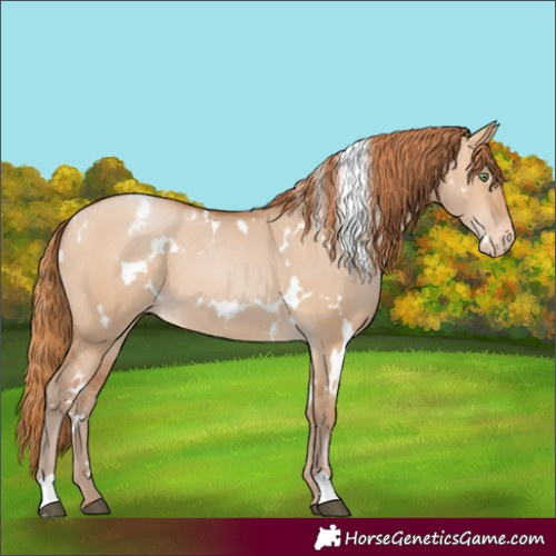 Horse Color:White Spotted Bay Pearl Dun Appaloosa 