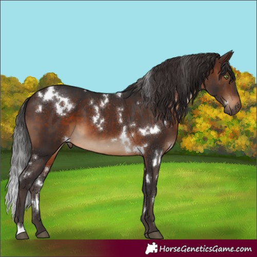 Horse Color:White Spotted Brown 