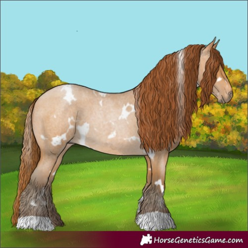 Horse Color:Gray White Spotted Buckskin Roan Pearl Appaloosa