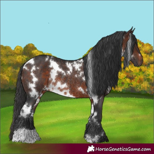 Horse Color:White Spotted Brown Rabicano
