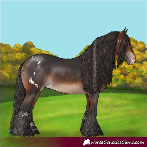 Horse Color:White Spotted Bay Appaloosa Rabicano