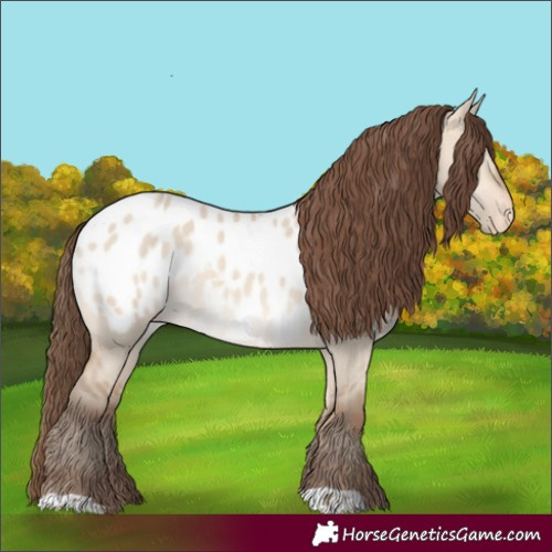 Horse Color:Amber Champagne Dun Appaloosa Rabicano 