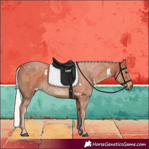 Horse Color:White Spotted Silver Bay Rabicano