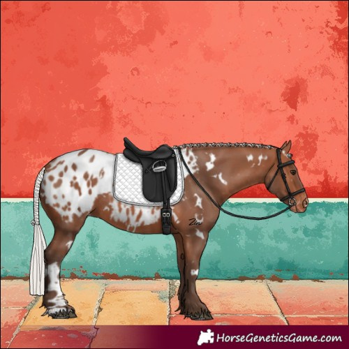 Horse Color:White Spotted Silver Bay Mushroom Appaloosa Rabicano
