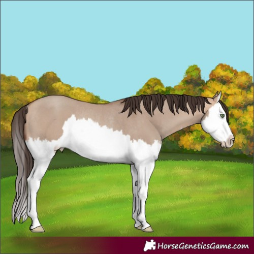 Horse Color:Amber Champagne Dun Splash Rabicano