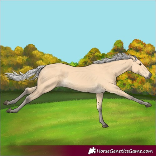 Horse Color:Silver Buckskin