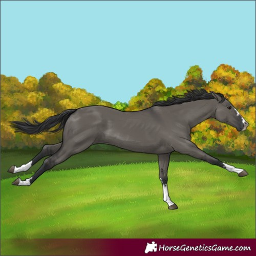 Horse Color:Grullo