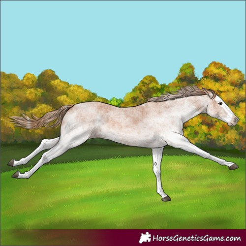 Horse Color:White Spotted Red Roan Splash