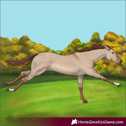 Horse Color:Red Dun