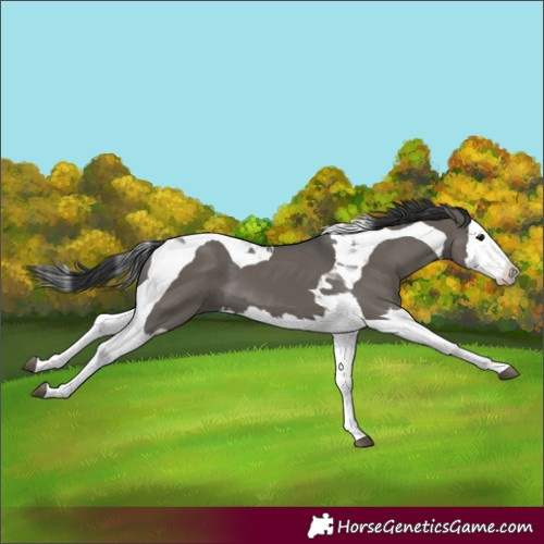 Horse Color:Grullo Splash Tobiano
