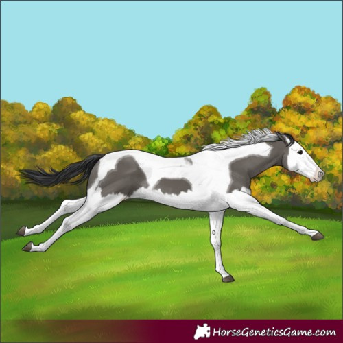 Horse Color:Grullo Splash Tobiano