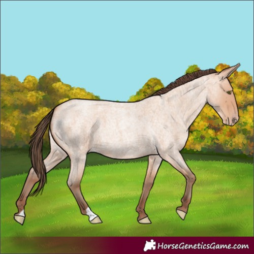 Horse Color:Amber Champagne Roan