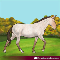 Horse Color:Amber Champagne Roan 