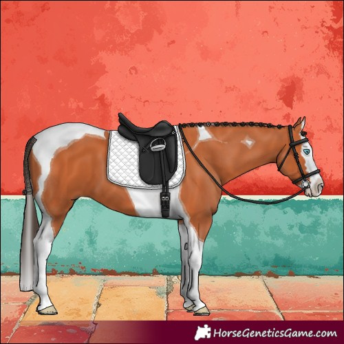 Horse Color:Bay Splash Tobiano 