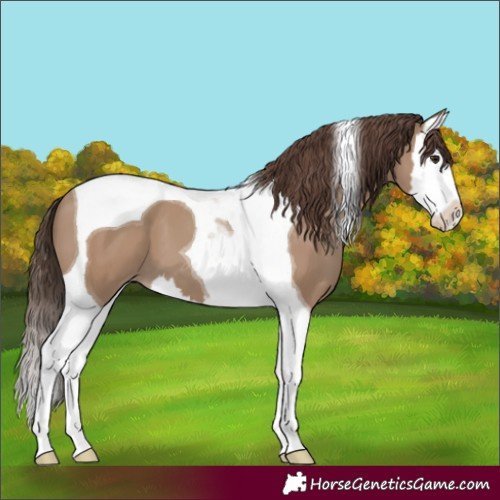 Horse Color:Classic Champagne Splash Tobiano