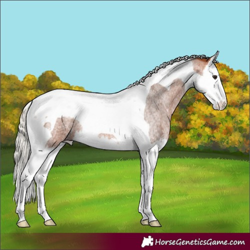 Horse Color:Silver Bay Roan Splash Tobiano