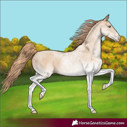 Horse Color:Unknown 
