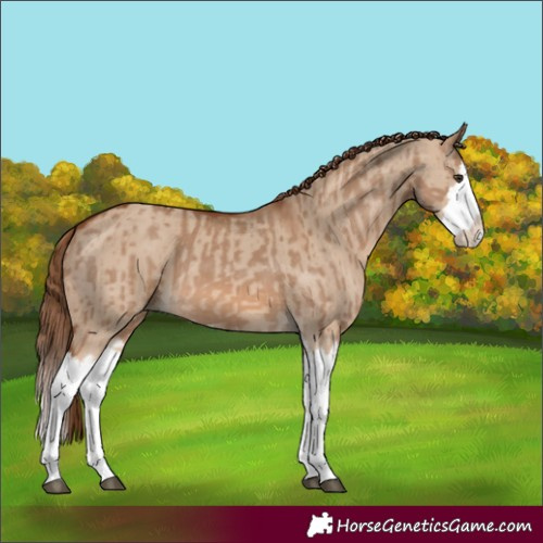 Horse Color:Red Dun Splash and Red Dun Splash
