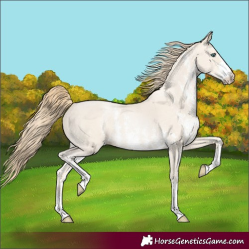Horse Color:Unknown 
